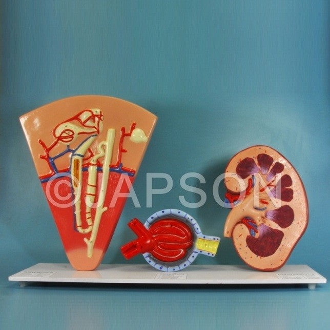 Human Kidney Structures, Free Standing Human Kidney Structures, Free Standing